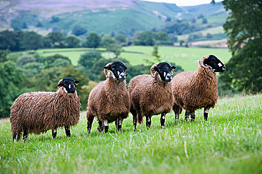 绵羊,北约克郡,英格兰
