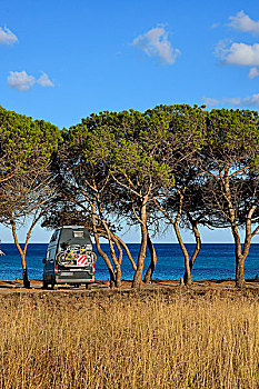 露营,松树,海滩,哥斯达黎加,萨丁尼亚,意大利,省