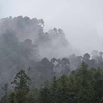 雾气,上方,风景,不丹