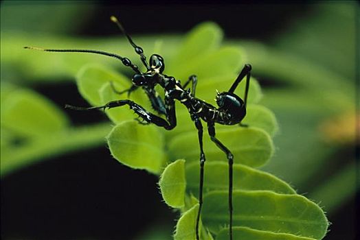 蚂蚁,模仿,螳螂,新墨西哥