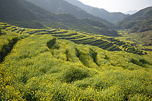 油菜花