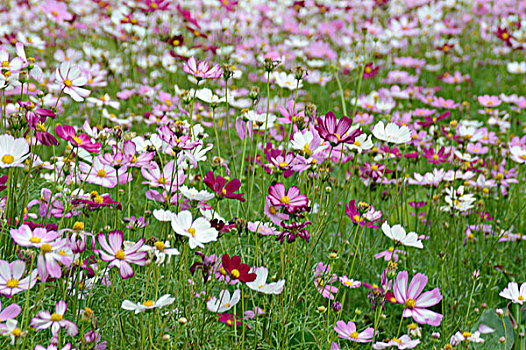 格桑花