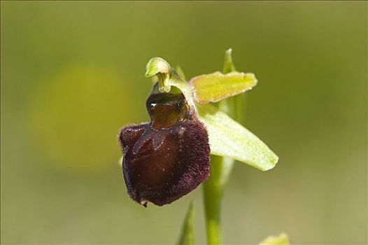 模仿,花,形态,气味,昆虫,诱鸟,花粉,无限