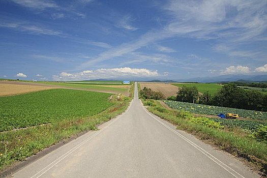 道路,自然