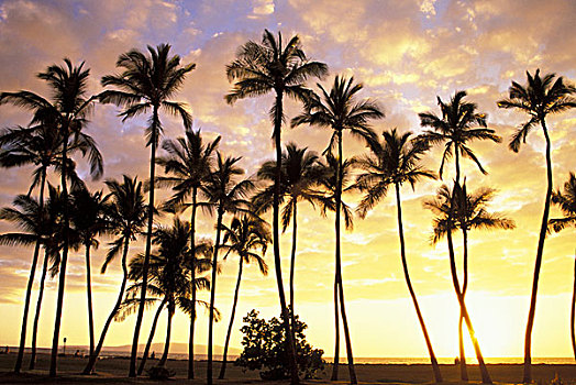 美国,夏威夷,毛伊岛,公园,剪影,棕榈树,日落