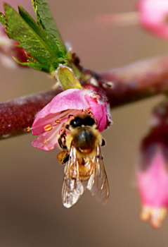 桃花从中蜜蜂采蜜