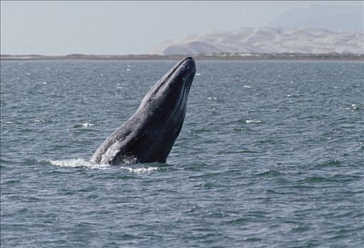 灰鲸,鲸跃,北下加利福尼亚州,墨西哥