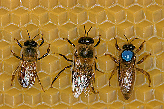 蜂蜜,蜜蜂,工作,左边,雄蜂,中心,皇后,右边