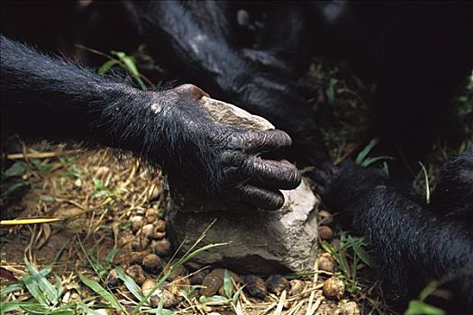 倭黑猩猩,石头,锤子,砧座,裂缝,刚果