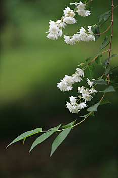 溲疏树上的白花