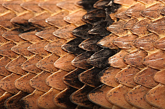 森林响尾蛇,木纹响尾蛇,鳞片,美国