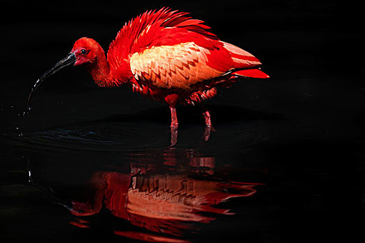 红色,朱鹭,鸟,涉水,水塘,南非