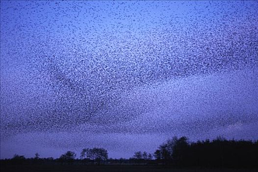 常见八哥,紫翅椋鸟,飞,欧洲