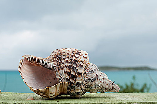 壳,坐,石台,水,特克斯和凯科斯群岛