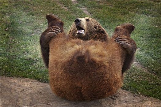 棕熊,卧,地上,伸展,后腿