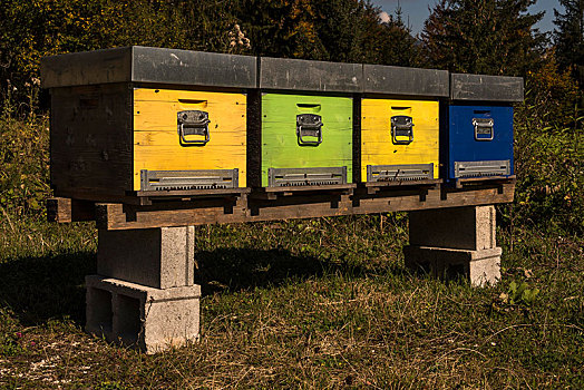 蜂巢,蜜蜂,秋天,白云岩,阿尔卑斯山,意大利,欧洲