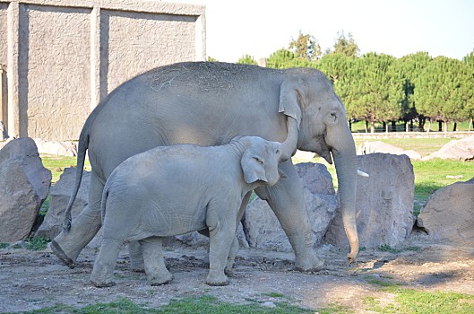 大象,小象,妈妈