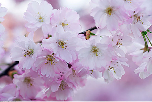 櫻花