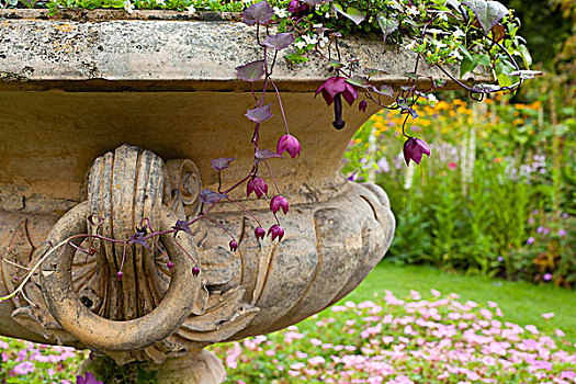 植物,石头,花盆,围墙花园,诺森伯兰郡,北方,东方,英格兰