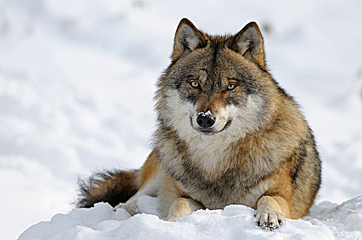 狼,巴伐利亚森林国家公园,巴伐利亚,德国