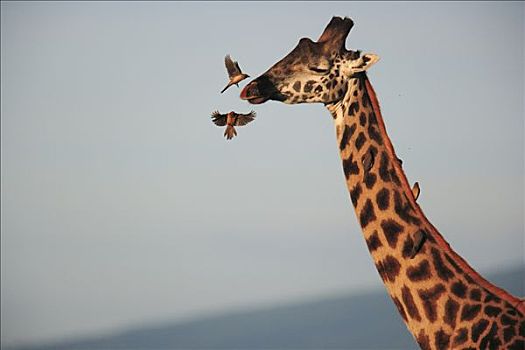 红嘴牛椋鸟,一对,降落,马赛长颈鹿,喂食,寄生物,恩格罗恩格罗,保护区,坦桑尼亚