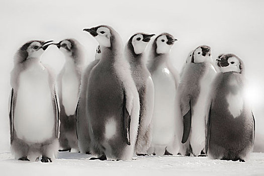 华盛顿,南极,帝企鹅,幼禽,站立,排列