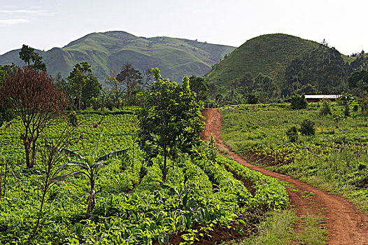农田,喀麦隆,非洲
