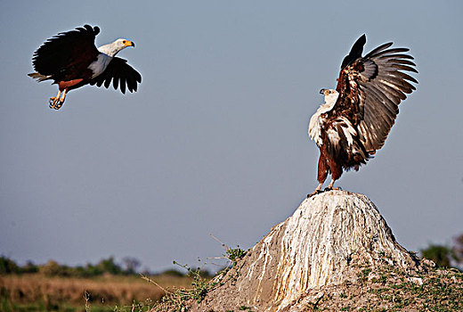 非洲鱼鹰,吼海雕,展示,成年,进入,降落,博茨瓦纳