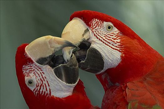 绯红金刚鹦鹉,一对,吻,南美
