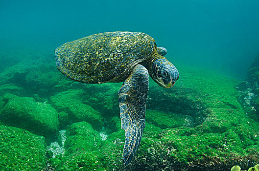 加拉帕戈斯,绿海龟,龟类,水下,加拉帕戈斯群岛,厄瓜多尔,本土动植物