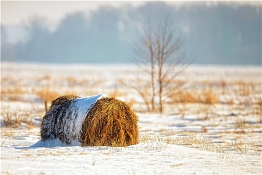 干草包,地点,冬季风景