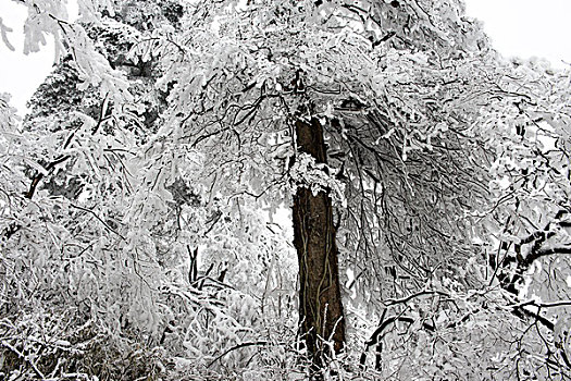 四川,峨眉山,冰雪雾凇,徐学哲摄影,尼康,年,月