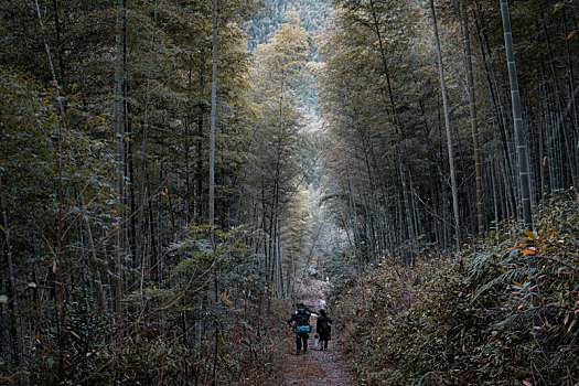 原始森林,龙岩江山