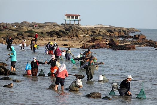 太公岛千人赶海,打牡蛎,捡海螺的海边生活太惬意