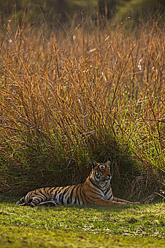 孟加拉,印度虎,虎,休息,伦滕波尔国家公园,拉贾斯坦邦,印度,亚洲