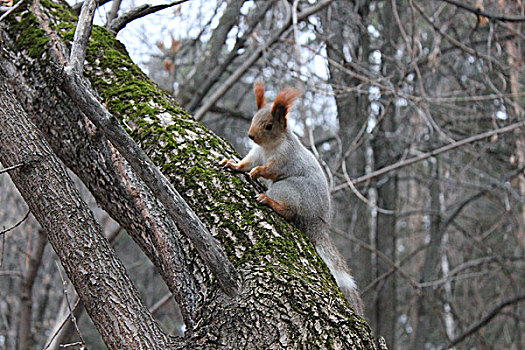 北美灰松鼠,坐在树上,树林,松鼠