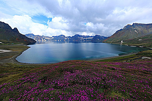 长白山高山杜鹃