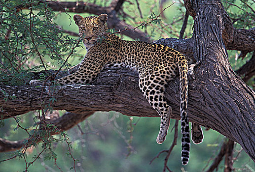 非洲,南非,自然保护区,豹