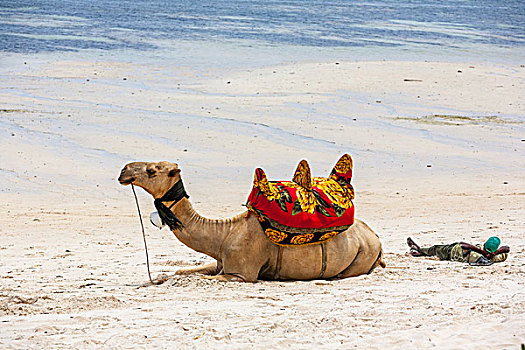 骆驼,躺着,沙子