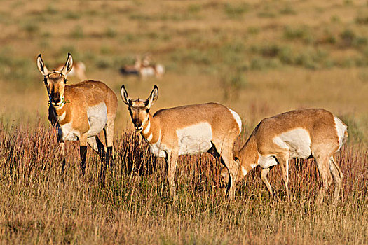 叉角羚,北美叉角羚,母鹿,相似,进食
