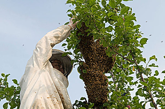 养蜂人,收集,成群,蜜蜂,树