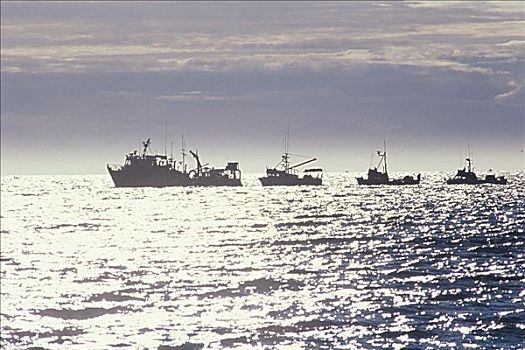 三文鱼,渔船,阿拉斯加,美国