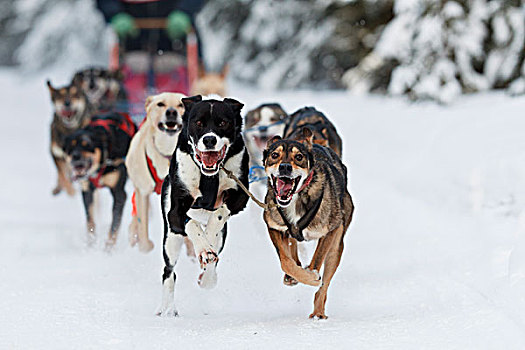 狗,跑,阿拉斯加,冬天