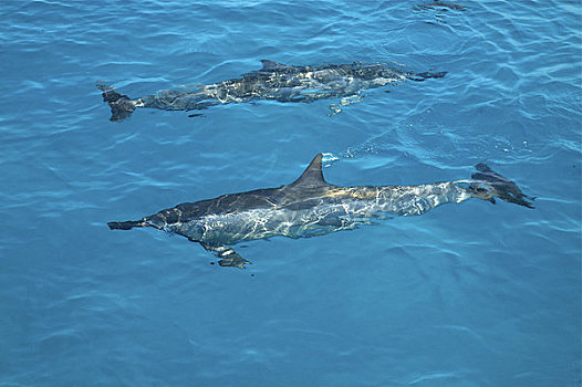 夏威夷,考艾岛,长吻原海豚,风景,表面,水