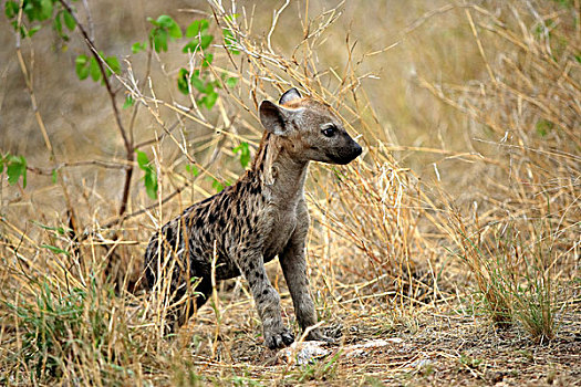 斑点,鬣狗,幼兽,克鲁格国家公园,南非,非洲