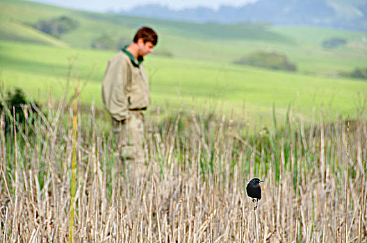 一个,男人,站立,高,草,远足,北加州,湿地,看,鸟,因弗内斯,加利福尼亚,美国