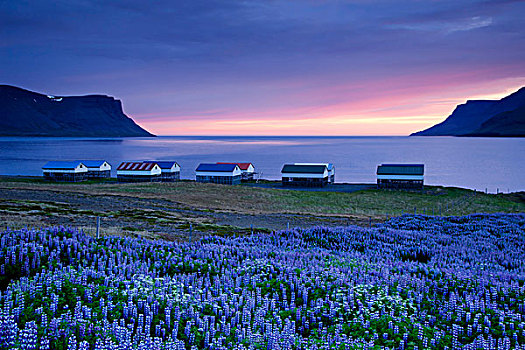 紫罗兰,鱼,弄干,小屋,日落,峡湾,冰岛,欧洲