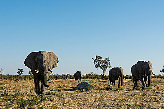 非洲象,走,大草原,萨维提,乔贝国家公园,博茨瓦纳