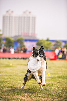 飞盘犬牧羊犬