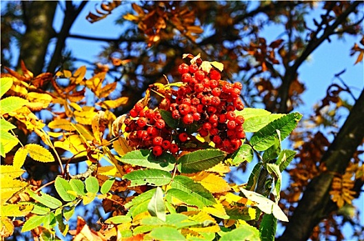 秋天,浆果,花楸,欧洲花楸,树